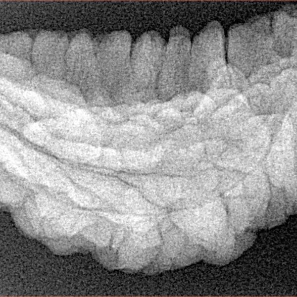 1 Mukhi Rudraksha 33.7mm 4.86gm - Xray