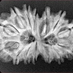 14 Mukhi Gaurishankar 30.8mm 4.74gm - Xray