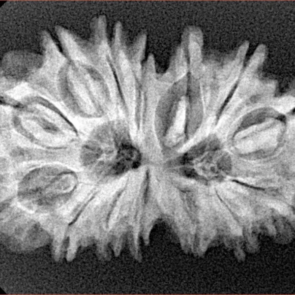 14 Mukhi Gaurishankar 30.8mm 4.74gm - Xray