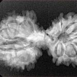 14 Mukhi Mini Trijuti 34.3mm 4.29gm - Xray