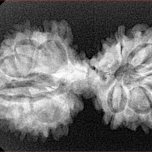 14 Mukhi Mini Trijuti 34.3mm 4.29gm - Xray