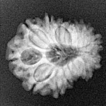 14 Mukhi Rudraksha 21.1mm 2.43gm - Xray