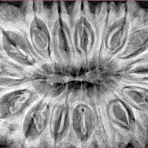 16 Mukhi Rudraksha 39.3mm 9.49gm - Xray