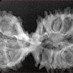 17 Mukhi Mini Trijuti 38.3mm 5.49gm - Xray