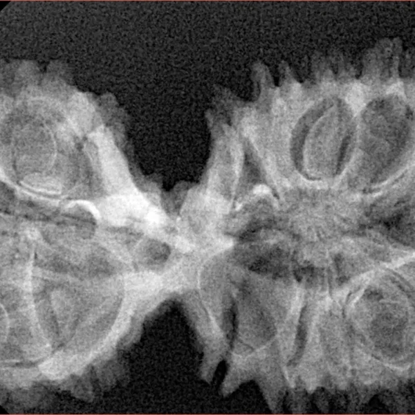 17 Mukhi Mini Trijuti 38.3mm 5.49gm - Xray