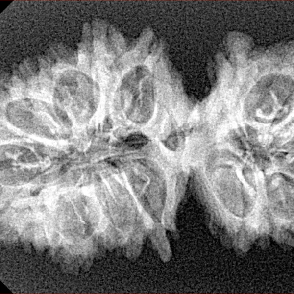 19 MK Gaurishankar 34.2mm 4.12gm - Xray