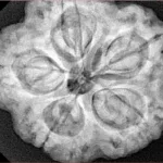5 Mukhi Rudraksha 29.8mm 9.06gm - Xray