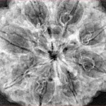 8 Mukhi Rudraksha 33.3mm 7.43gm - Xray