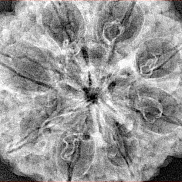 8 Mukhi Rudraksha 33.3mm 7.43gm - Xray