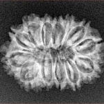 14 Mukhi Rudraksha 25.8mm 2.9gm - Xray