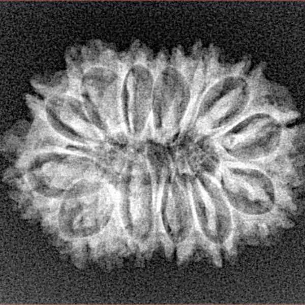 14 Mukhi Rudraksha 25.8mm 2.9gm - Xray