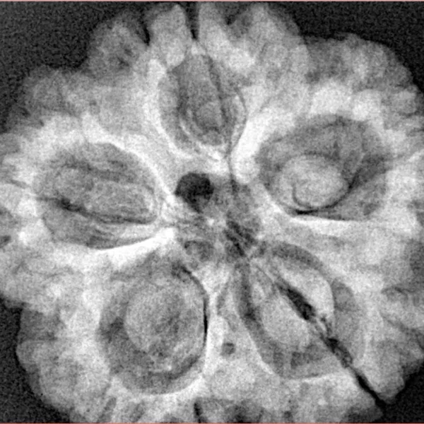 5 Mukhi Rudraksha 29.5mm 8gm - Origin: Nepal - Xray