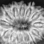13 Mukhi Rudraksha 31.9mm 6.22gm - Xray