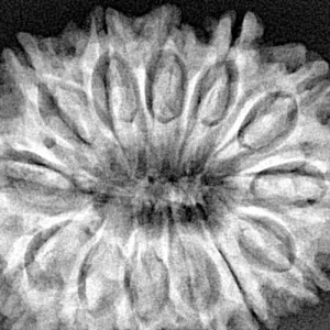 13 Mukhi Rudraksha 31.9mm 6.22gm - Xray