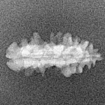 1 Mukhi Rudraksha 19.5mm 0.51gm - Xray