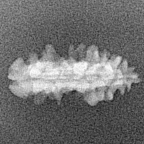1 Mukhi Rudraksha 19.5mm 0.51gm - Xray