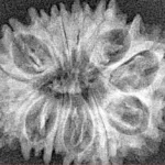 14 Mukhi Rudraksha 26.5mm 3gm - Xray