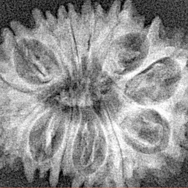 14 Mukhi Rudraksha 26.5mm 3gm - Xray