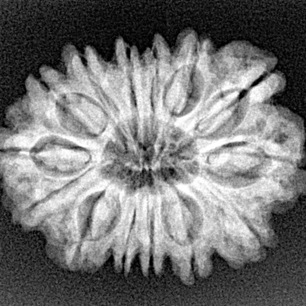14 Mukhi Rudraksha 26.5mm 3.91gm - Xray