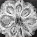 8 Mukhi Rudraksha 32.5mm 8.29gm - Xray