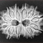 13 Mukhi Gaurishankar 28.1mm 4.53gm - Xray