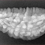 1 Mukhi Rudraksha 34.5mm 4.09gm - Xray