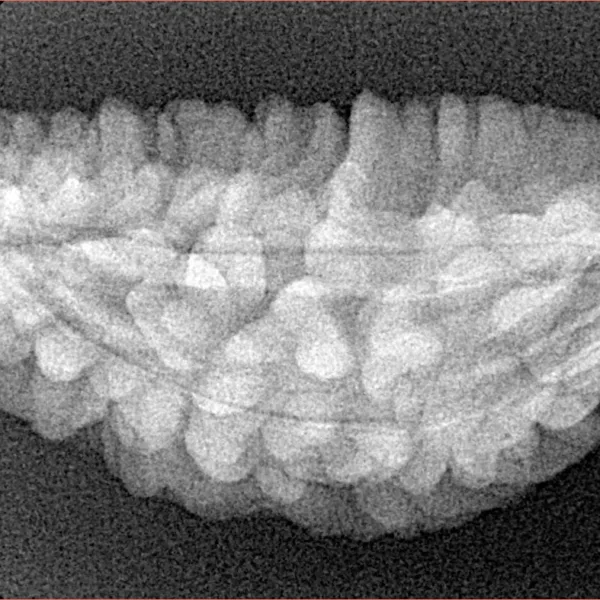 1 Mukhi Rudraksha 34.5mm 4.09gm - Xray