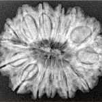 14 Mukhi Rudraksha 28.7mm 4.9gm - Xray