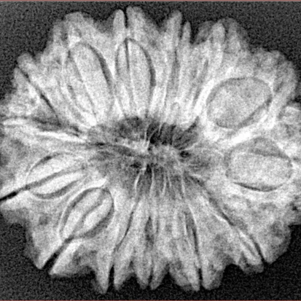 14 Mukhi Rudraksha 28.7mm 4.9gm - Xray