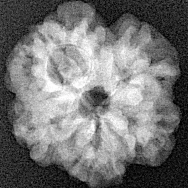 1 Mukhi Rudraksha 19.3mm 2.71gm - Xray