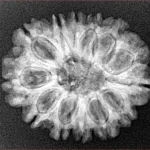 13 Mukhi Rudraksha 25.5mm 3.91gm - Xray