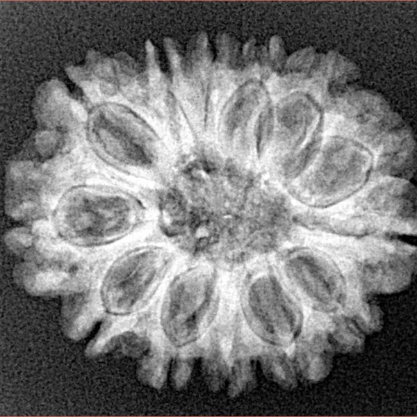 13 Mukhi Rudraksha 25.5mm 3.91gm - Xray