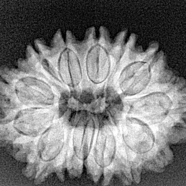 14 Mukhi Rudraksha 27.4mm 4.47gm - Xray