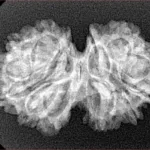 13 Mukhi Gaurishankar 29.8mm 3.76gm - Xray