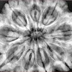 9 Mukhi Rudraksha 34.9mm 9.93gm - Origin: Nepal - Xray