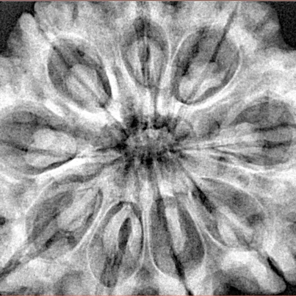 9 Mukhi Rudraksha 34.9mm 9.93gm - Origin: Nepal - Xray