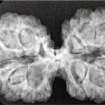 13 Mukhi Gaurishankar 38.8mm 7.4gm - Xray