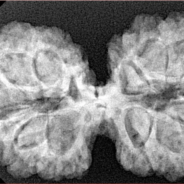 13 Mukhi Gaurishankar 38.8mm 7.4gm - Xray