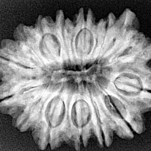 14 Mukhi Ganesh 28.8mm 5.59gm - Xray