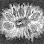 14 Mukhi Rudraksha 26.2mm 2.53gm - Xray
