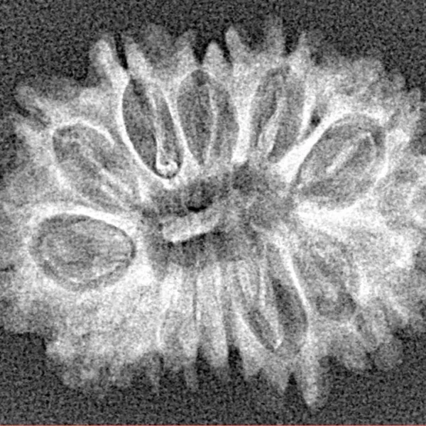 14 Mukhi Rudraksha 26.2mm 2.53gm - Xray