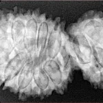16 Mukhi Gaurishankar 38mm 6.83gm - Origin: Nepal - Xray