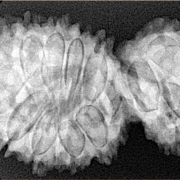 16 Mukhi Gaurishankar 38mm 6.83gm - Origin: Nepal - Xray