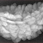 1 Mukhi Rudraksha 35.6mm 5.28gm - Xray