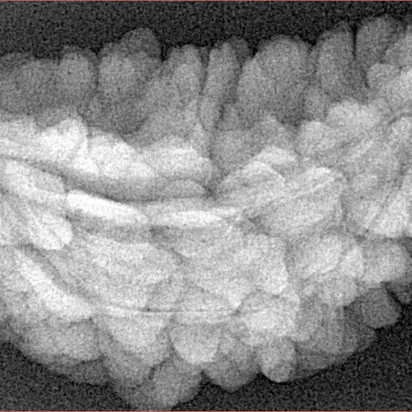 1 Mukhi Rudraksha 35.6mm 5.28gm - Xray