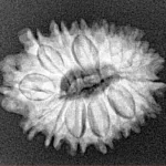 16 Mukhi Rudraksha 23.2mm 2.88gm - Xray