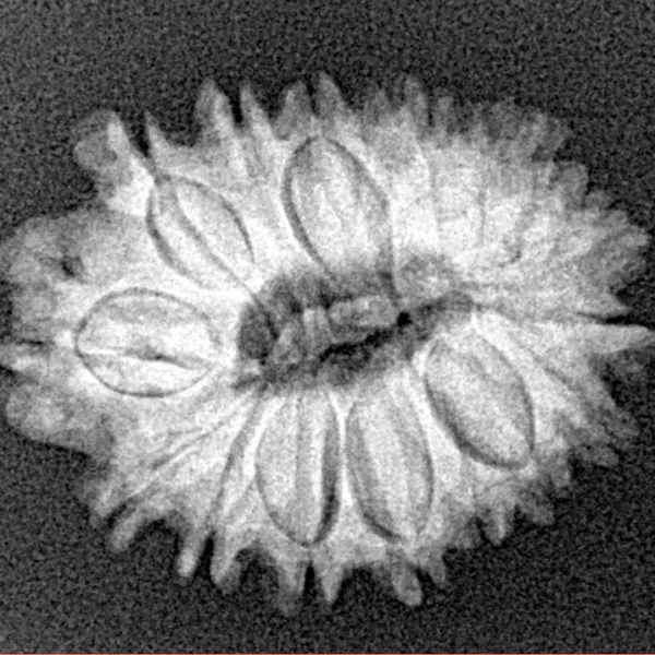 16 Mukhi Rudraksha 23.2mm 2.88gm - Xray