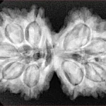 9 MK Gaurishankar 34.6mm 7.17gm - Xray