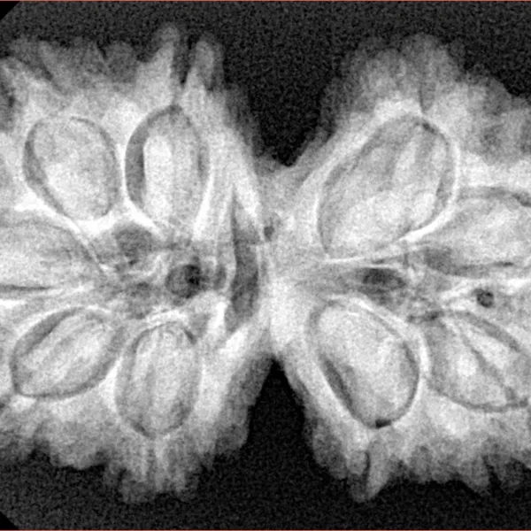 9 MK Gaurishankar 34.6mm 7.17gm - Xray
