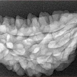 1 Mukhi Rudraksha 35.1mm 4.81gm - Xray